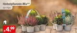 Herbstpflanzen-Mix im aktuellen Zimmermann Prospekt