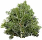 Nordmann- oder Nobilistannenbund im Angebot bei Pflanzen Kölle in Nürnberg Nordmann- oder Nobilistannenbund Angebote bei Pflanzen Kölle Nürnberg für 9,99 €