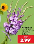 Gladiolen im Angebot bei Kaufland in Hattingen Gladiolen Angebote bei Kaufland Hattingen für 2,99 €
