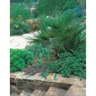 Promo Palmier des canaries à 79,99 € dans le catalogue Carrefour Market à Mareuil-lès-Meaux