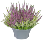 Herbstpflanzen für 8,88 € bei Kaufland im Angebot Herbstpflanzen im aktuellen Kaufland Prospekt