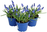 Traubenhyazinthe "Muscari" Angebote bei REWE Wetzlar für 1,79 €