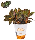 Erdorchidee „ludisia Discolor“ Angebote bei Netto mit dem Scottie Wismar für 5,99 €