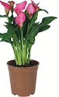 Arum dans le catalogue Delbard