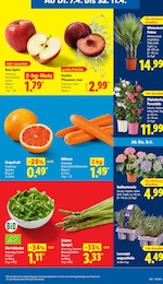 Lidl Zimmerpflanzen im Prospekt 