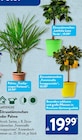 Zitrusstämmchen oder Palme im Angebot bei ALDI SÜD in Frechen Zitrusstämmchen oder Palme Angebote von GARDENLINE bei ALDI SÜD Frechen für 19,99 €