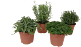 OBI - Italienische Kräuter Angebot im Prospekt Italienische Kräuter bei OBI im Prospekt für 2,99 €