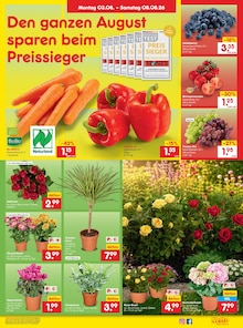 Hortensie im aktuellen Netto Marken-Discount Prospekt (Dresden) Hortensie im Netto Marken-Discount Prospekt "Aktuelle Angebote" mit 49 Seiten (Dresden)