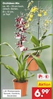 Orchideen Mix im aktuellen Netto Marken-Discount Prospekt