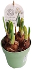 Muscari im Topf Angebote bei REWE Neuss für 2,49 €