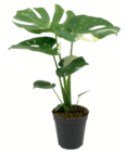 Aktuelles Monstera Angebot bei toom Baumarkt in Duisburg ab 12,99 €
