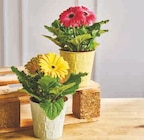 Gerbera en promo chez U Express Bordeaux à 4,99 €