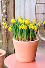 Aktuelles Narzissen (Narcissus 'Tête-à-Tête') Angebot bei Blumen Ostmann in Bremen ab 1,29 €