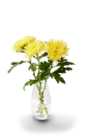 Dekochrysanthemen im Angebot bei Kaufland in Karlsruhe Dekochrysanthemen Angebote bei Kaufland Karlsruhe für 3,99 €