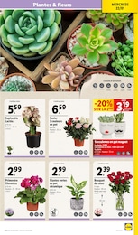 Offre Fleurs dans le catalogue Lidl du moment à la page 35