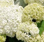 Aktuelles Schneeballhortensie »Annabelle« Angebot bei Pflanzen Kölle in Heilbronn ab 14,99 €