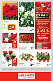 Hellweg Amaryllis im Prospekt 