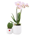 Duo Orchidée et Succulente en promo chez Jardiland Nancy à 14,99 €