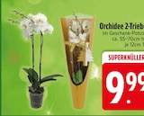 Orchidee 2-Triebe im EDEKA Prospekt Orchidee 2-Triebe von im aktuellen EDEKA Prospekt für 9,99 €