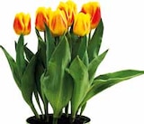 Pflanzen Kölle - Tulpen Angebot im Prospekt Tulpen bei Pflanzen Kölle im Prospekt für 5,55 €