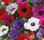 Blumenzwiebeln Anemone „The Caen“ Angebote von FloraSelf bei Hornbach Neuwied für 2,99 €