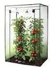 XXL-Gewächshaus für Tomatenpflanzen bei Wreesmann im Zwönitz Prospekt für 17,99 €