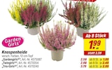 Gardengirls im aktuellen Prospekt bei toom Baumarkt in Staffelde
