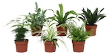 Promo Plante verte à 4,99 € dans le catalogue Truffaut à Migné-Auxances