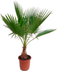 WASHINGTONIA MULTITRONC - SANSMARQUE en promo chez Auchan Hypermarché Bordeaux à 14,99 €