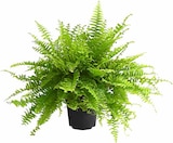 Aktuelles Schwertfarn Sonata Angebot bei Dehner Garten-Center in Essen ab 5,99 €