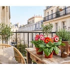 Gerbera en promo chez Carrefour La Rochelle à 2,49 €