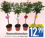 Rosenstämmchen  im aktuellen EDEKA Prospekt für 12,99 €