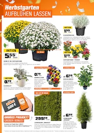 Blumen Angebot & Preis im aktuellen OBI Prospekt Blumen Angebot im aktuellen OBI Prospekt auf Seite 18
