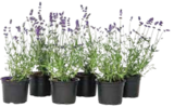Lavendelpflanzen, Lavandula angustifolia im Netto Marken-Discount Prospekt Lavendelpflanzen, Lavandula angustifolia von im aktuellen Netto Marken-Discount Prospekt fĂŒr 3,67 âŹ