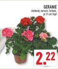 Aktuelle Geranien Angebote bei Marktkauf in Paderborn Aktuelles GERANIE Angebot bei Marktkauf in Paderborn ab 2,22 âŹ