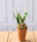 Muguet 2 griffes en promo chez Hyper U Saintes à 3,91 €