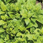 Botanic Margencel - Promo Boisson D'Été Melisse Citronnelle Bio. Le pot de 1 litre Promo Boisson D'Été Melisse Citronnelle Bio. Le pot de 1 litre à 6,29 € dans le catalogue Botanic à Margencel