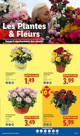 Promos Chrysanthèmes dans le catalogue "LE MOIS TOUJOURS PLUS" de Lidl Chrysanthèmes en promo dans le catalogue Lidl à la page 32