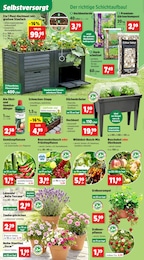 Obstbaum Angebot im aktuellen Thomas Philipps Prospekt auf Seite 4