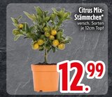Citrus Mix-StĂ€mmchen im EDEKA Prospekt Citrus Mix-StĂ€mmchen von im aktuellen EDEKA Prospekt fĂŒr 12,99 âŹ