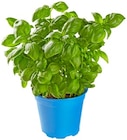 Bio Basilikum von REWE Bio für 1,79 € bei REWE im Angebot Bio Basilikum von REWE Bio im aktuellen REWE Prospekt