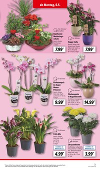 Blumen im Lidl Prospekt "LIDL LOHNT SICH" mit 58 Seiten (Wolfsburg)