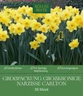 Pflanzen Kölle - Großkronige Narzisse Carlton Angebot im Prospekt Großkronige Narzisse Carlton bei Pflanzen Kölle im Prospekt für 9,99 €
