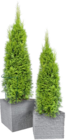 Thuja Brabant im Thomas Philipps Prospekt Thuja Brabant von im aktuellen Thomas Philipps Prospekt für 4,44 €