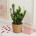 Carrefour Voiron - Promo Zamioculcas Promo Zamioculcas à 6,99 € dans le catalogue Carrefour à Voiron