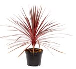 Cordyline - Truffaut à Montpellier Cordyline en promo chez Truffaut Montpellier à 34,99 €