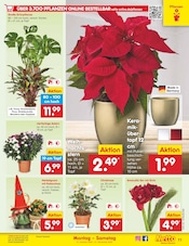 Blumen im Netto Marken-Discount Prospekt in Halberstadt Aktueller Netto Marken-Discount Prospekt mit Blumen, "Aktuelle Angebote", Seite 17