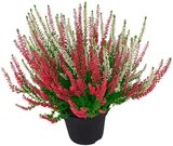 Besenheide „Beauty Sisters“ im Penny Prospekt Besenheide „Beauty Sisters“ im aktuellen Penny Prospekt für 2,29 €