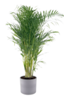 Aktuelle Blumentopf Angebote bei toom Baumarkt in Karlsruhe Aktuelles Areca Angebot bei toom Baumarkt in Karlsruhe ab 14,99 €