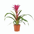 Vriesa ou guzmania en promo chez Lidl Châlons-en-Champagne à 5,99 €